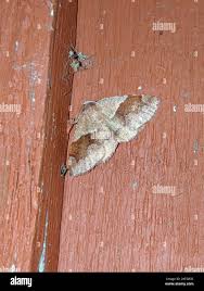 Attēlu rezultāti vaicājumam “Plagodis pulveraria”