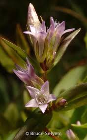 Attēlu rezultāti vaicājumam “Gentianella amarella”