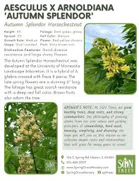 Attēlu rezultāti vaicājumam “Aesculus x hybrida fruit”