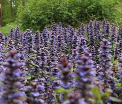 Attēlu rezultāti vaicājumam “Ajuga genevensis flower”