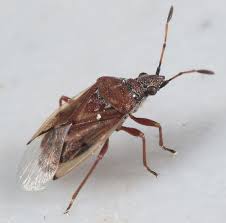 Attēlu rezultāti vaicājumam “Kleidocerys resedae”