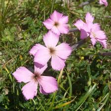 Image result for Steinnelke