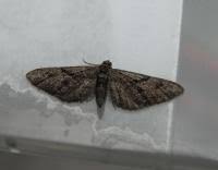 Attēlu rezultāti vaicājumam “Eupithecia pusillata”