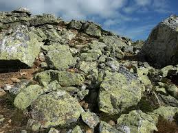 Attēlu rezultāti vaicājumam “Rhizocarpon geographicum”