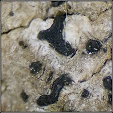 Attēlu rezultāti vaicājumam “Alyxoria varia”