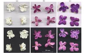 Attēlu rezultāti vaicājumam “Syringa vulgaris flower”