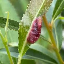 Attēlu rezultāti vaicājumam “Pontania proxima”