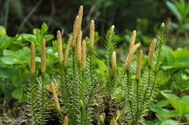 Attēlu rezultāti vaicājumam “Lycopodium annotinum”