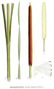 Attēlu rezultāti vaicājumam “Typha latifolia leaf”