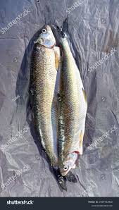 Image result for Coregonus lavaretus