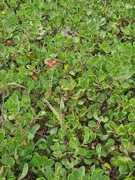 Attēlu rezultāti vaicājumam “Exobasidium uvae-ursi”