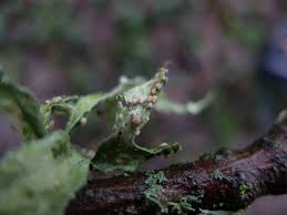 Attēlu rezultāti vaicājumam “Tremella ramalinae”