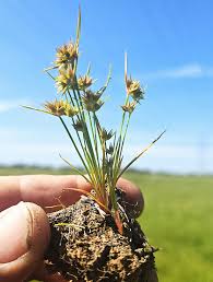Attēlu rezultāti vaicājumam “Juncus capitatus fruit”