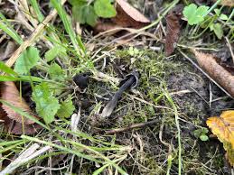 Attēlu rezultāti vaicājumam “Helvella atra”