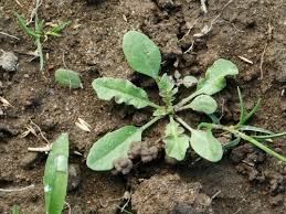 Attēlu rezultāti vaicājumam “Capsella bursa-pastoris leaf”