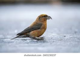 Attēlu rezultāti vaicājumam “Loxia pytyopsittacus male”