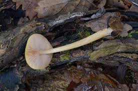 Attēlu rezultāti vaicājumam “Pluteus leoninus”