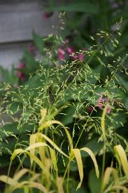 Attēlu rezultāti vaicājumam “Milium effusum flower”