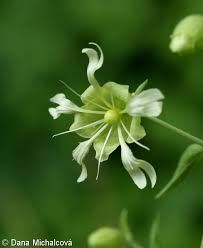 Attēlu rezultāti vaicājumam “Silene baccifera flower”