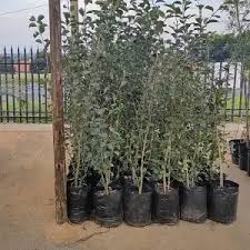 Attēlu rezultāti vaicājumam “Populus simonii”