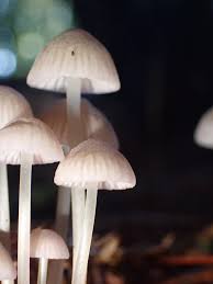Attēlu rezultāti vaicājumam “Mycena rosella”