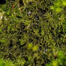 Attēlu rezultāti vaicājumam “Cephaloziella elachista macro”