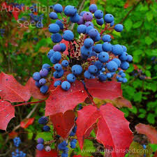 Attēlu rezultāti vaicājumam “Mahonia aquifolium”