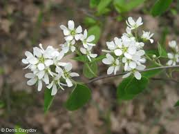 Attēlu rezultāti vaicājumam “Amelanchier spicata flower”