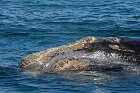 Image result for Eubalaena glacialis