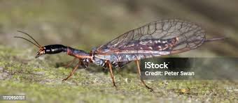 Attēlu rezultāti vaicājumam “Raphidioptera imago”