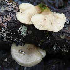 Attēlu rezultāti vaicājumam “Panellus serotinus”