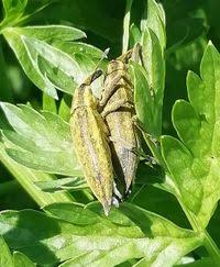 Attēlu rezultāti vaicājumam “Lixus iridis”