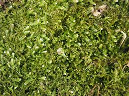 Attēlu rezultāti vaicājumam “Cephaloziella elachista”