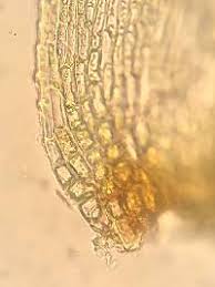 Attēlu rezultāti vaicājumam “Campylium chrysophyllum”