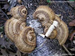 Attēlu rezultāti vaicājumam “Lenzites betulina”