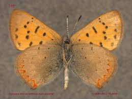 Attēlu rezultāti vaicājumam “Lycaeniinae”