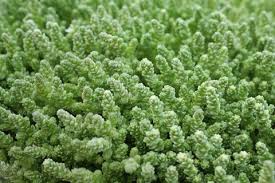 Image result for Sedum acre