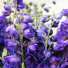 Image result for Delphinium consolida