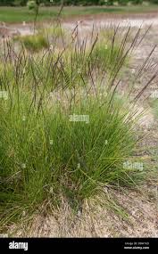 Attēlu rezultāti vaicājumam “Nardus stricta flower”