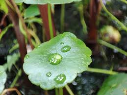 Attēlu rezultāti vaicājumam “Hydrocotyle vulgaris leaf”