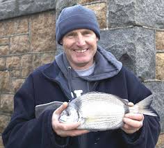 Image result for Diplodus