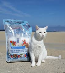 Image result for invisible cat