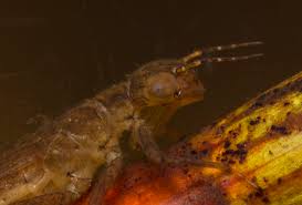 Attēlu rezultāti vaicājumam “Coenagrion hastulatum”