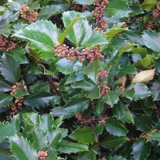 Attēlu rezultāti vaicājumam “Ilex x meserveae”