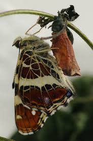 Attēlu rezultāti vaicājumam “Araschnia levana underside”