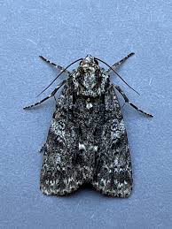 Attēlu rezultāti vaicājumam “Acronicta rumicis imago”