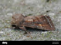 Attēlu rezultāti vaicājumam “Lacanobia contigua imago”