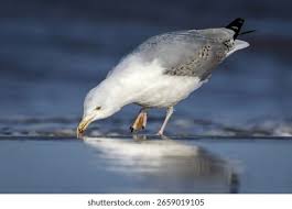 Attēlu rezultāti vaicājumam “Larus argentatus adult”