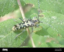 Attēlu rezultāti vaicājumam “Tetanops myopina”