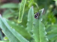 Attēlu rezultāti vaicājumam “Capsodes gothicus”